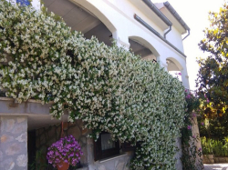 Appartements Nela Cres (Ile Cres)