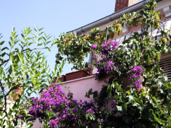 Appartements Apartmani  Vodarić Mali Losinj (Ile Losinj)