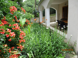 Appartements Apartment Dolphin Zlarin (Ile Zlarin)